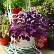 红叶幸运草价格报价行情 京东 红叶幸运草价格报价行情 京东