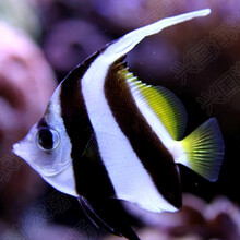 观赏比目鱼新款 观赏比目鱼21年新款 京东