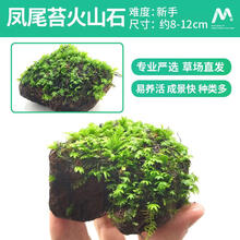 凤尾苔新款 凤尾苔21年新款 京东