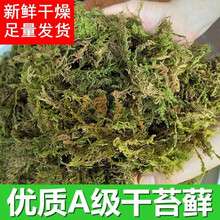 水苔种植新款 水苔种植21年新款 京东