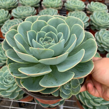 多肉植物玉蝶新款 多肉植物玉蝶21年新款 京东