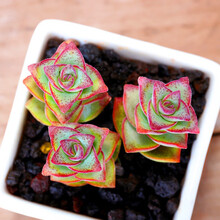 十字星多肉新款 十字星多肉年新款 京东