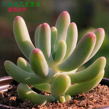 八千代多肉植物新款 八千代多肉植物21年新款 京东