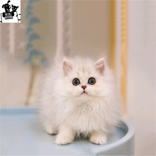 金吉拉幼猫新款 金吉拉幼猫21年新款 京东