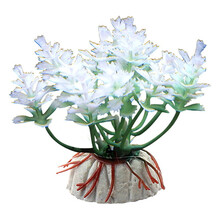 水草花价格报价行情 京东