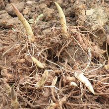 新鲜阳荷姜价格报价行情 京东