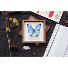 闪蝶标本新款 闪蝶标本21年新款 京东