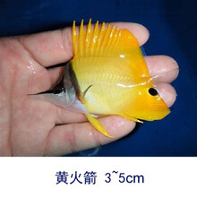 观赏比目鱼新款 观赏比目鱼21年新款 京东