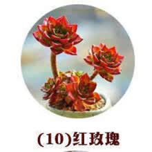 多肉植物种子套餐价格报价行情 京东