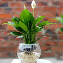 水培火鹤图片 京东