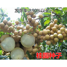 龙眼种子价格报价行情 京东