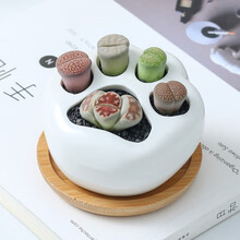 花之堇多肉植物新款 花之堇多肉植物21年新款 京东