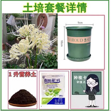 彼岸花大球新款 彼岸花大球21年新款 京东