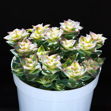 十字星锦多肉植物价格报价行情 京东 十字星锦多肉植物价格报价行情 京东