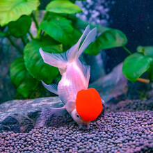 丹頂金魚价格报价行情 京东