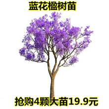蓝花楹树价格报价行情 京东