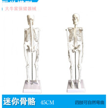 人体骨架模型45cm价格报价行情- 京东