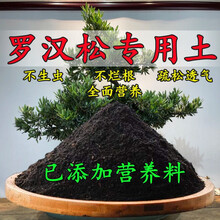 罗汉松肥料新款 罗汉松肥料21年新款 京东