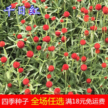 千日红盆栽型号规格 京东
