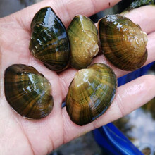 淡水贻贝新款 淡水贻贝21年新款 京东