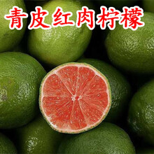 柠檬树苗香水柠檬树苗盆栽当年结果柠檬苗阳台果树苗 青皮红肉柠檬四