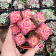 十字星锦多肉植物图片 京东