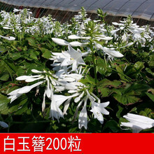 白玉簪种子品牌及商品 京东