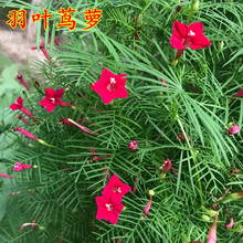 茑萝花种子新款 茑萝花种子21年新款 京东
