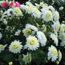 白菊种子图片 京东