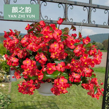 大花海棠新款 大花海棠21年新款 京东