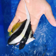 观赏比目鱼新款 观赏比目鱼21年新款 京东