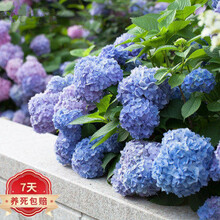 植物绣球花价格报价行情 京东