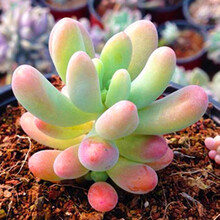 多肉八千代价格报价行情 京东