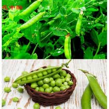 豌豆苗图片 京东