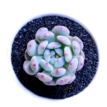 雪爪多肉品牌及商品 京东