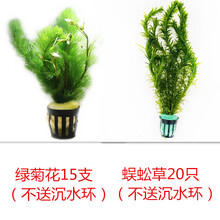 金鱼草水草品牌及商品 京东