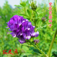苜蓿草种子图片 京东