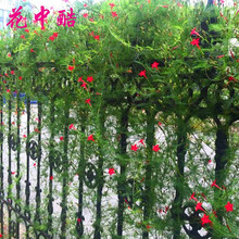 爬藤植物种子价格报价行情 京东 爬藤植物种子价格报价行情 京东