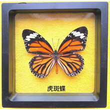 蝴蝶昆虫标本价格报价行情 京东