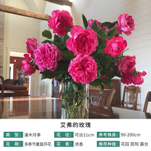 艾弗的玫瑰新款 艾弗的玫瑰21年新款 京东