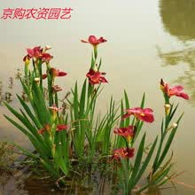精美鸢尾花价格报价行情 京东