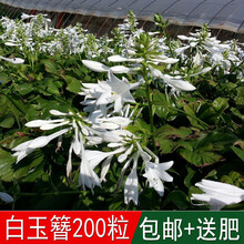 白玉簪种子价格报价行情 京东