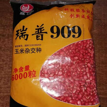 瑞普909大棒粒特深超天农9裕丰303高产玉米种子抗旱抗倒紫杆 瑞普909
