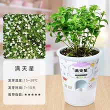 多肉植物种子发芽新款 多肉植物种子发芽21年新款 京东