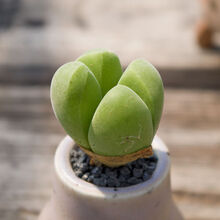 群生肉锥品牌及商品 京东