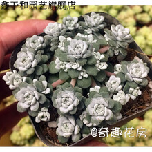 白霜多肉植物型号规格 京东 白霜多肉植物型号规格 京东