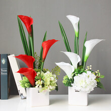 马蹄莲海芋价格报价行情 京东