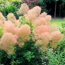 虹越乔木新款 虹越乔木21年新款 京东