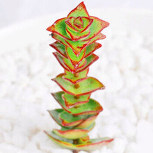 十字星多肉价格报价行情 京东