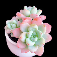 购买多肉植物价格报价行情 京东